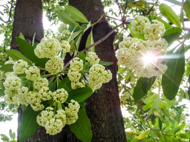 İntihar ağaç beyaz çiçek çiçeklenme yaz