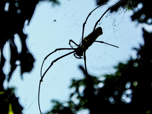 Black and Yellow Spider and Black Long Legs — стоковое фото