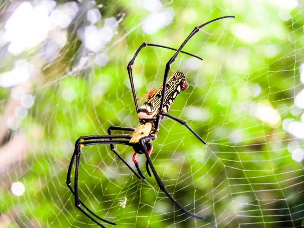 Araignée noire et jaune et longues jambes noires — Photo