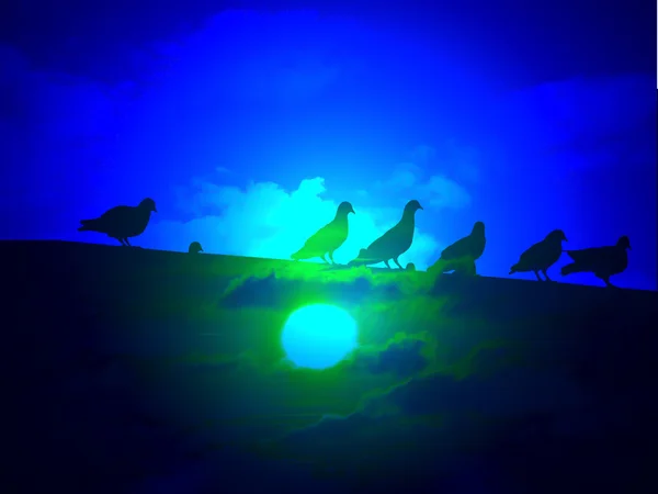 Shadow pigeons wait come home — Stock Photo, Image