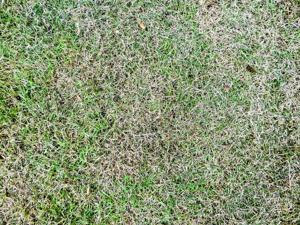 Tekstura skoszonej trawy — Zdjęcie stockowe