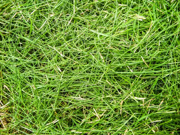 Tekstura skoszonej trawy — Zdjęcie stockowe