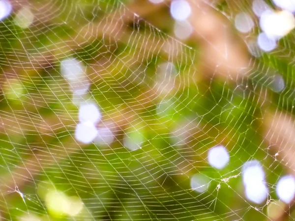 Teia de aranha se movendo no ar e fundo Bokeh — Fotografia de Stock