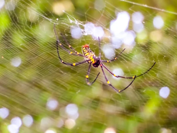 Araignée noire et jaune et longues jambes noires fond Bokeh — Photo