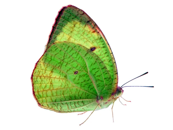 Mariposa aislado verde — Foto de Stock