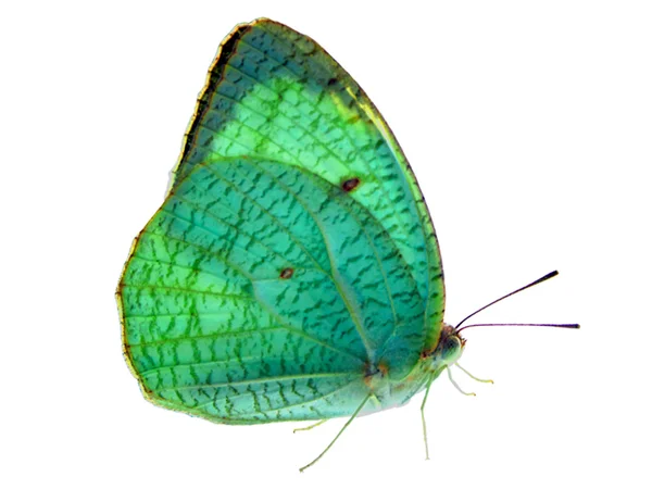 Mariposa luz verde — Foto de Stock