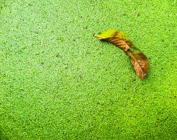 Leaf of green Mosquito fern — Stock Photo, Image