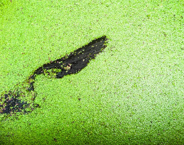 Liść zielony paproci komara — Zdjęcie stockowe