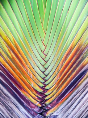 Palmiye ağacı vücut