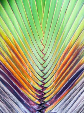 Palmiye ağacı vücut