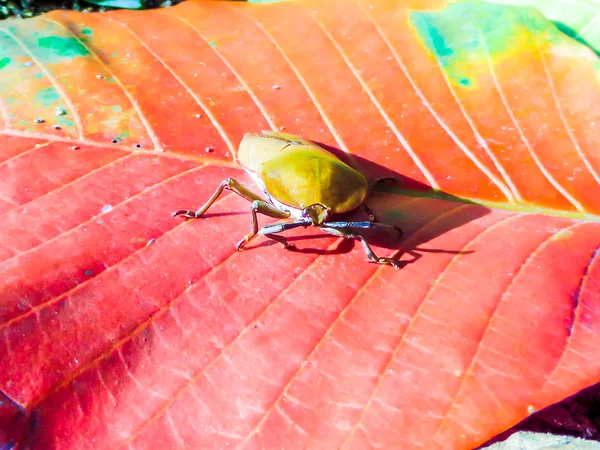 Longan stink bug on red leaf — Stock Photo, Image