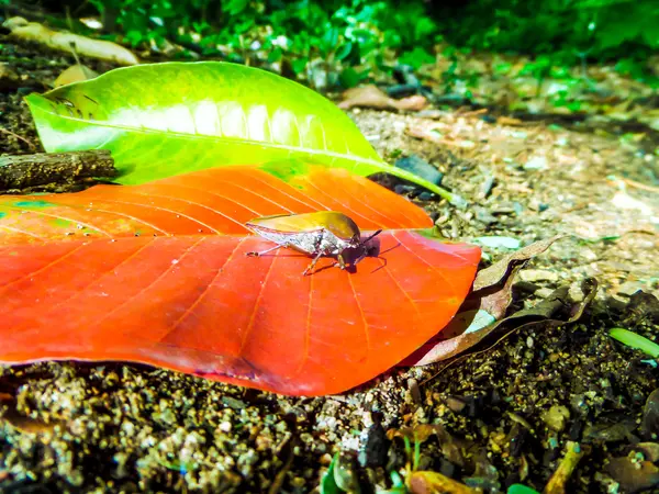 Longan stink bug on red leaf — Stock Photo, Image