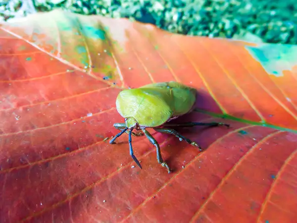 Longan stink bug on red leaf — Stock Photo, Image
