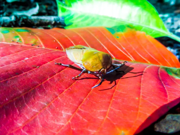 Longan stink bug on red leaf — Stock Photo, Image