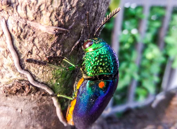 Jewel beetle on the tree — Stock Photo, Image