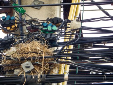 Elektrik hattı üzerinde kuş yuva