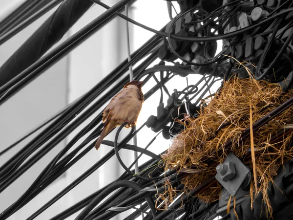 Ptak gniazdo na linii elektrycznych — Zdjęcie stockowe