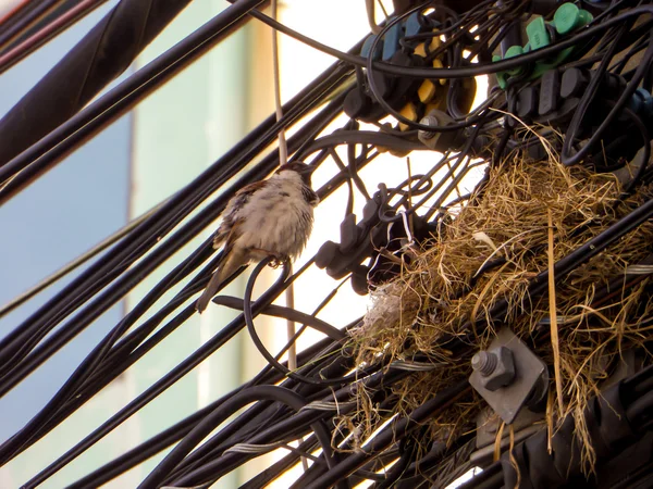 Nido de aves en línea eléctrica — Foto de Stock