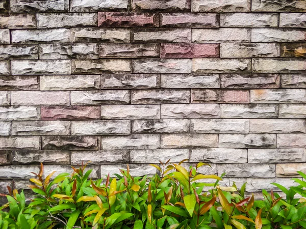 고 대 blick 벽과 녹색 식물 background.jpg — 스톡 사진