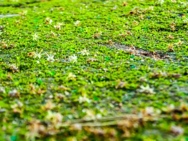 Polen ve çiçek Güz moss yüzeyi bulanıklık 