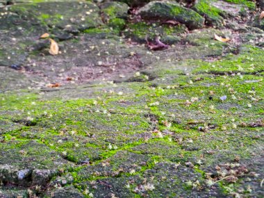 Yeşil yosun yüzeyi satırı