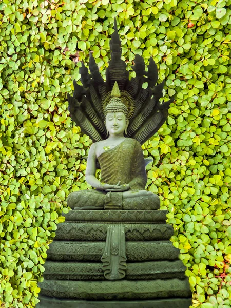 Buddha Naga amarelo trevo fundo — Fotografia de Stock