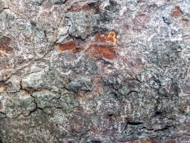 Eski ağaç yüzeyine zarar görmüş