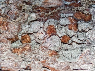 Eski ağaç yüzeyine zarar görmüş