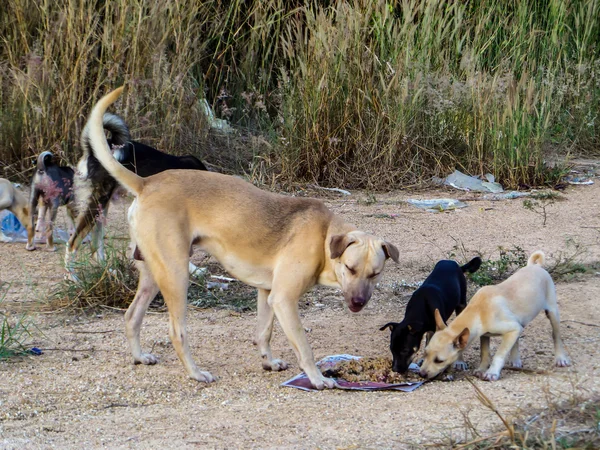 stock image A group of stray dog eat junk food or food pellet