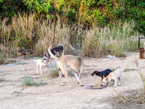 Группа бродячих собак ест нездоровую пищу или пищевые гранулы — стоковое фото