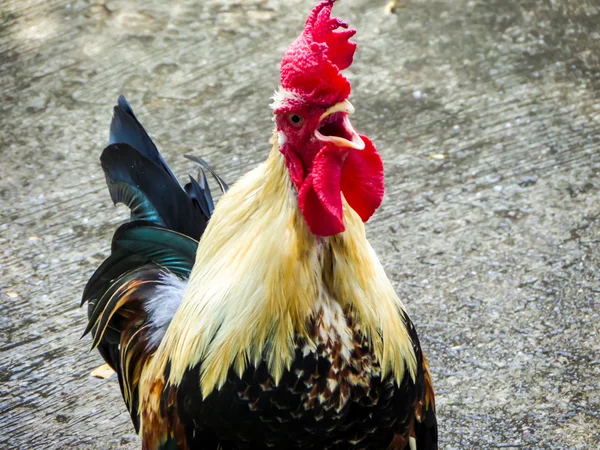 Kakas varjú csirke — Stock Fotó