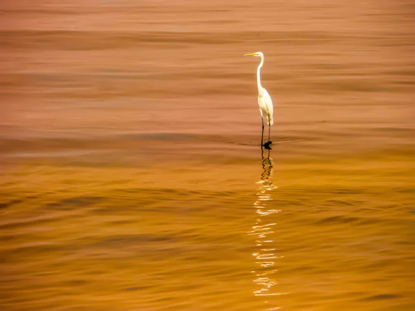 Egret wait hunting on the sea surface — Stock Photo, Image