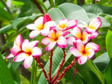 Plumeria, Frangipani (Tayland çağrısı Lee La Wa Dee) familyasından