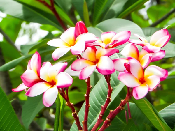 Plumeria, Frangipani (call Tajlandia Lee La Wa Dee) – rodzaj — Zdjęcie stockowe