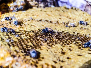 Arı peteği içinde