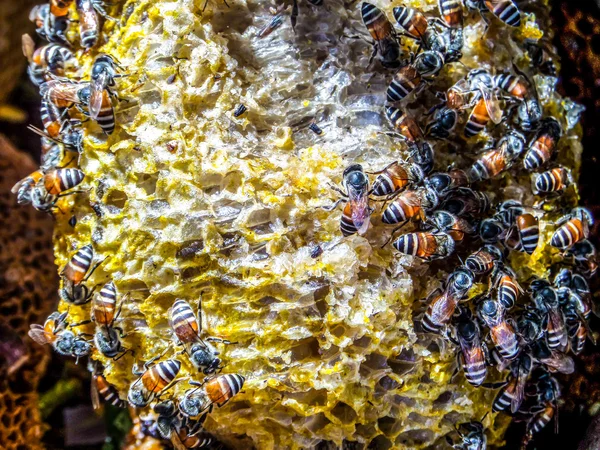 Abeja en panal — Foto de Stock