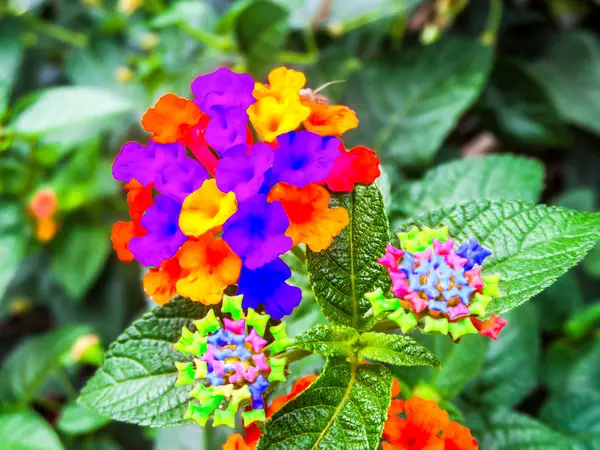 Lantana och nyfödda rainbow färgglada — Stockfoto