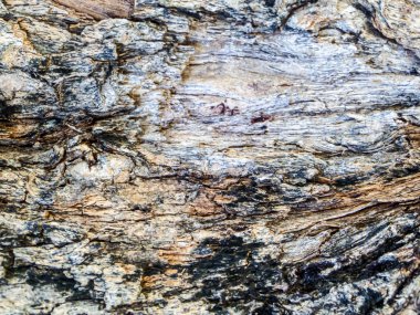 Doğa tropikal bölge tarafından eski ahşap yüzey