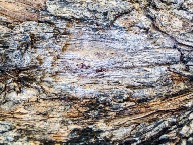 Doğa tropikal bölge tarafından eski ahşap yüzey