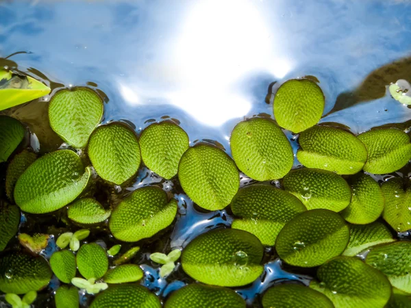 Kleine Blätter von Wasserfarn, die auf dem Wasser treiben — Stockfoto