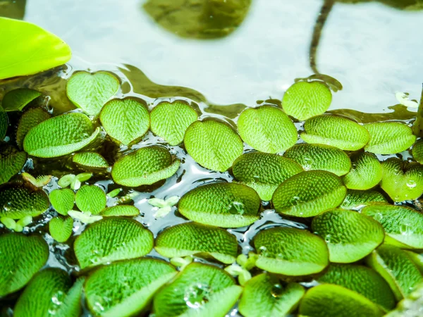 Kleine Blätter von Wasserfarn, die auf dem Wasser treiben — Stockfoto