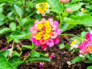 Lantana bloom renkli