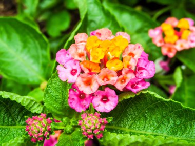 Lantana bloom renkli