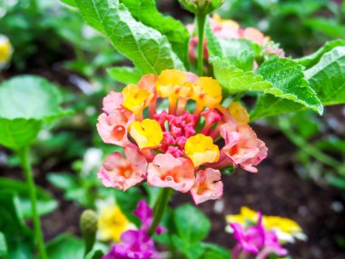 Lantana bloom renkli