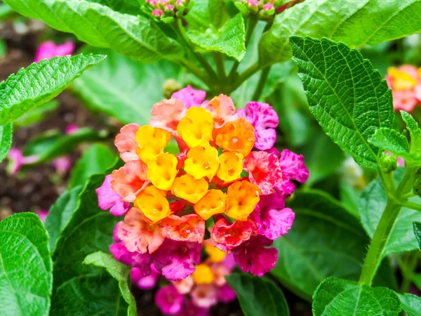 Lantana blomma färgglada — Stockfoto