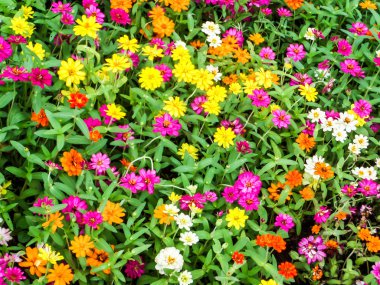 Onun brigh için bahçelerde yetiştirilen bir bitki zinnia çiçeği