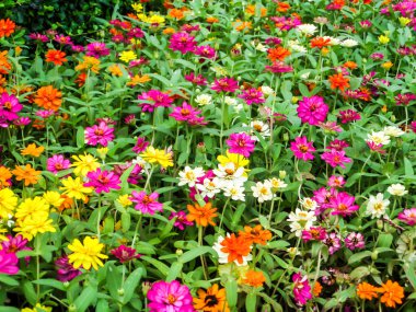 Onun brigh için bahçelerde yetiştirilen bir bitki zinnia çiçeği