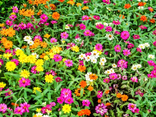 百日草花、きらきらの庭園で栽培されている植物 — ストック写真