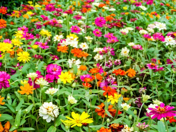 Cínie květina rostlina, která se pěstuje v zahradách pro její jasné — Stock fotografie