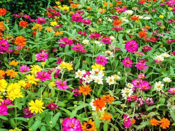 The zinnia flower a plant that is grown in gardens for its brigh — Stock Photo, Image
